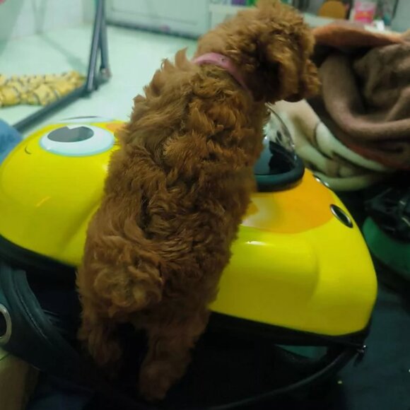 Pet carrier backpack - Picture 2 of 3